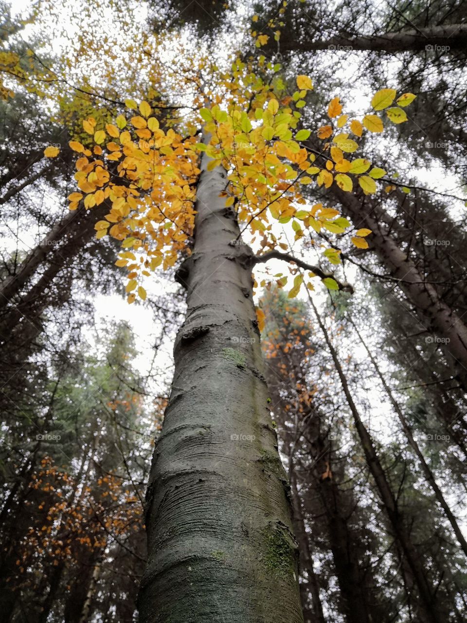 Autumn is here, feels so cozy. It's important to see something positive in everything and to enjoy every moment in life..