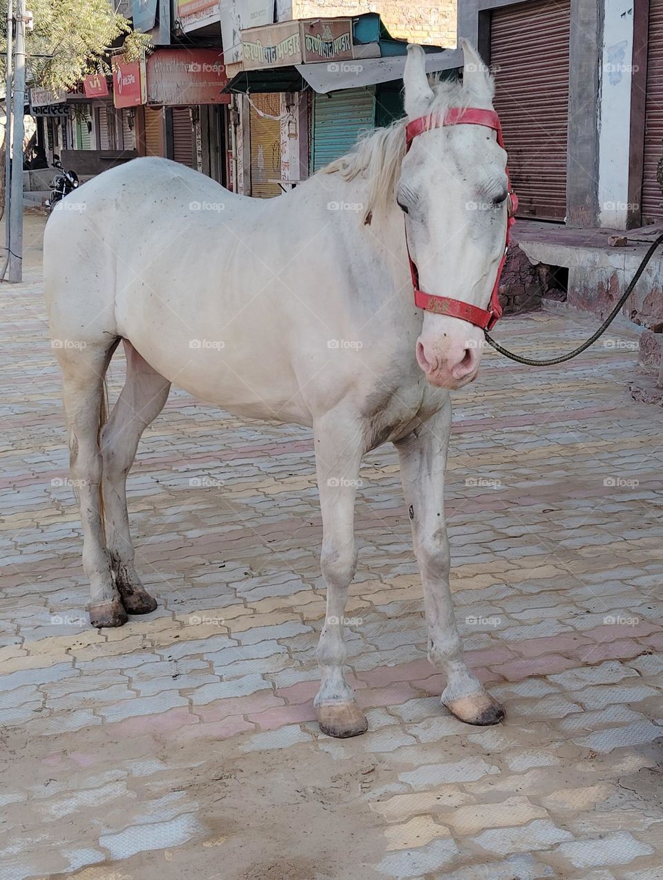 white horse black eyes pink nostrils standing ears long tail straight standing ears pink mouth all looks very nice
