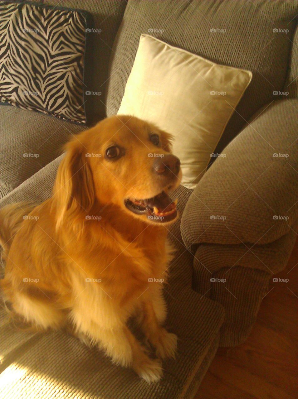 This is my dog Sunny. He's a mix of golden retriever and cocker spaniel. He has the sweetest smile and the biggest brown eyes.