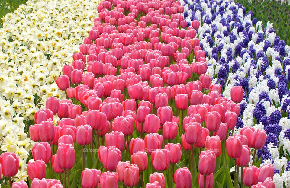 Tulips. Spring flowers