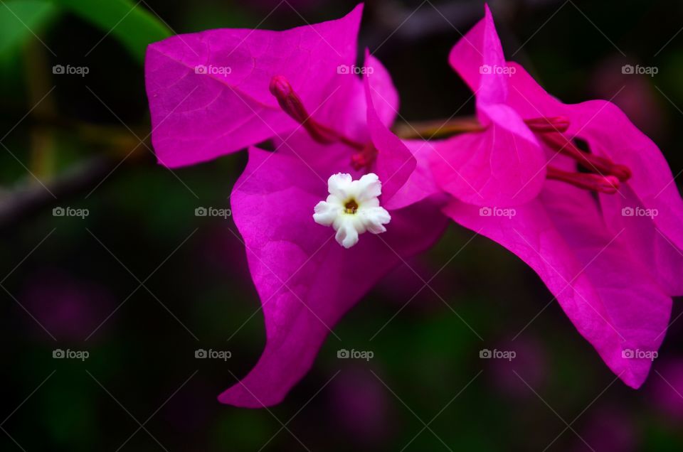 Blooming bougainvillea 