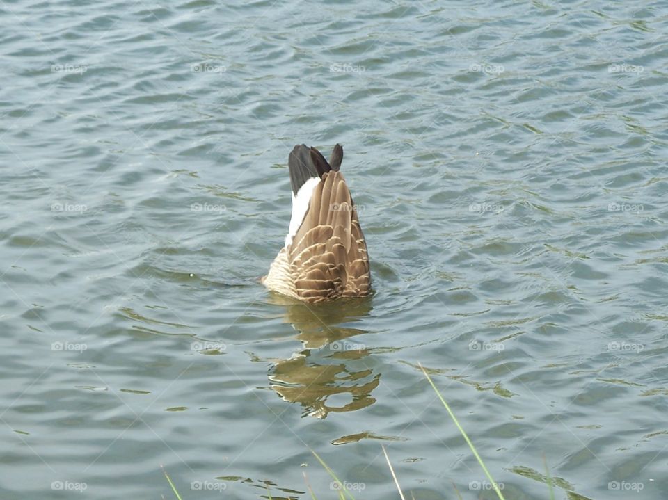 Duck under water
