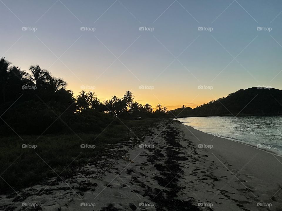 Trees against the sky 