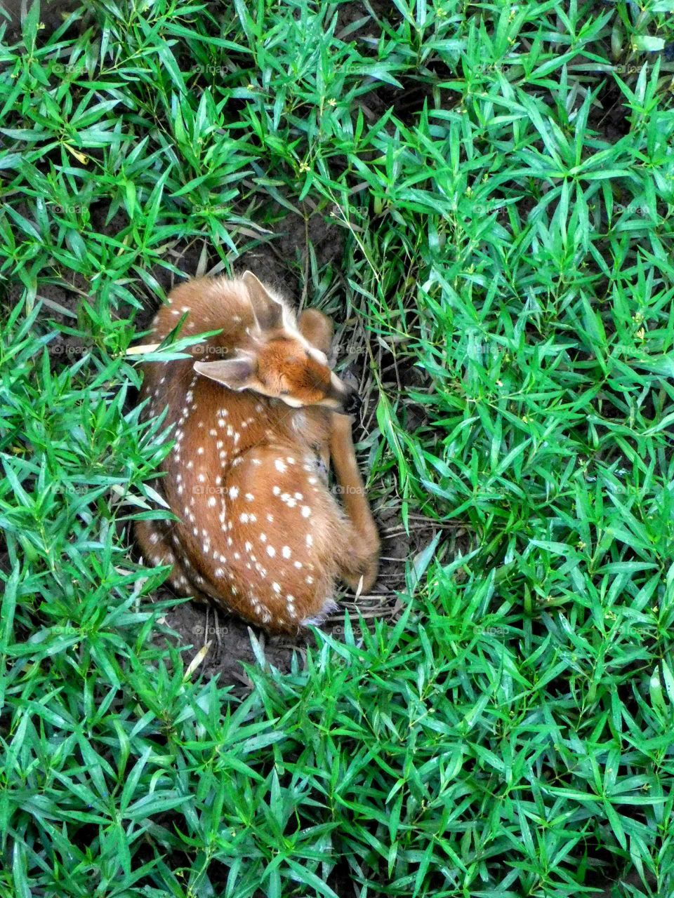 Fawn