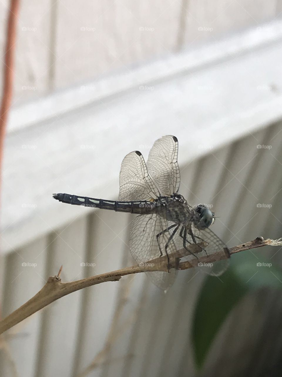 Portrait of a dragonfly 