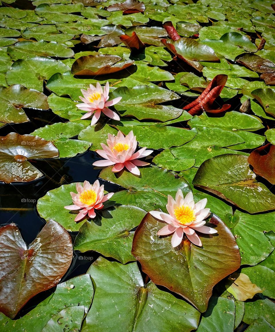 Water flowers