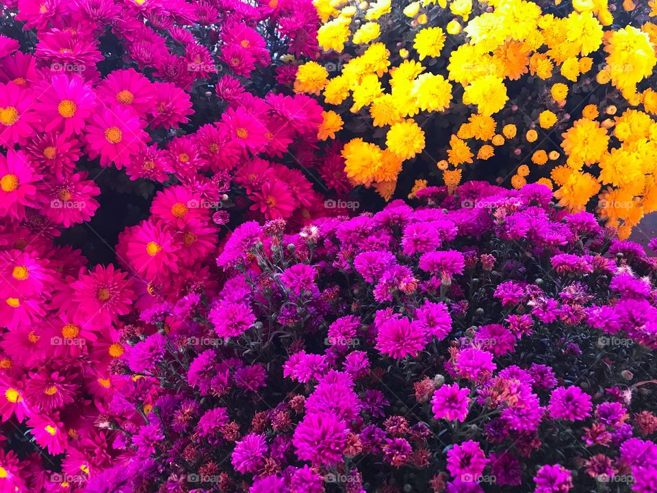 Chrysanthemums of various colors 