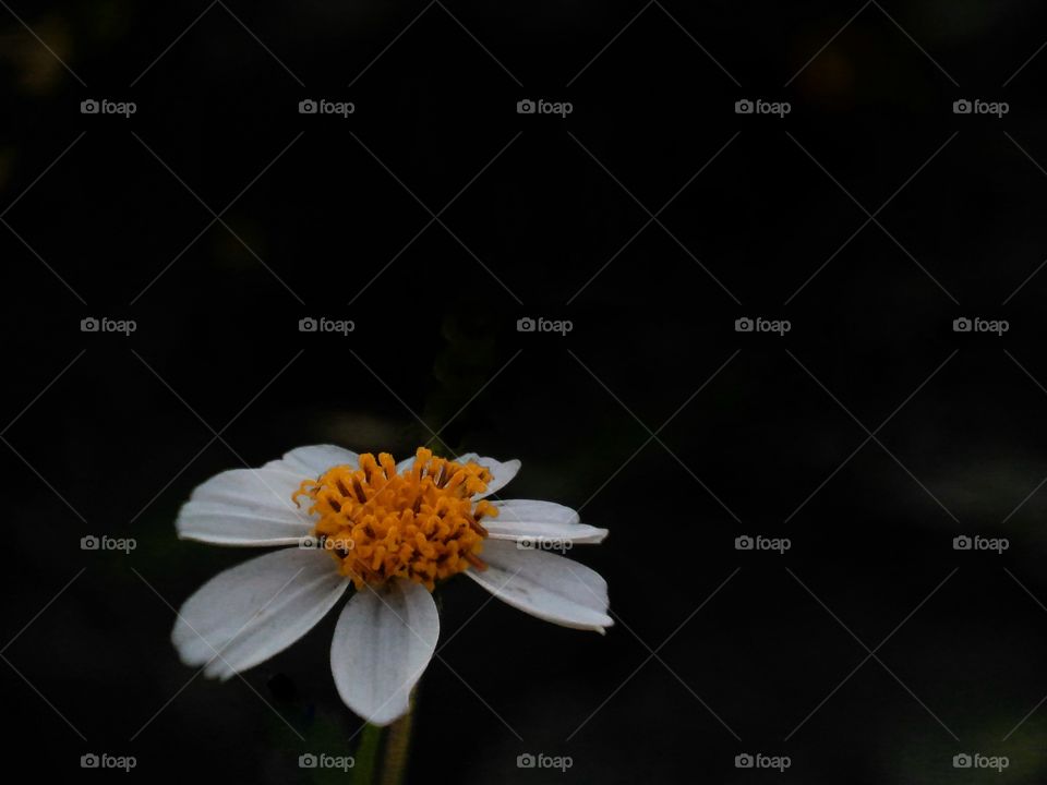 Flower In the dark