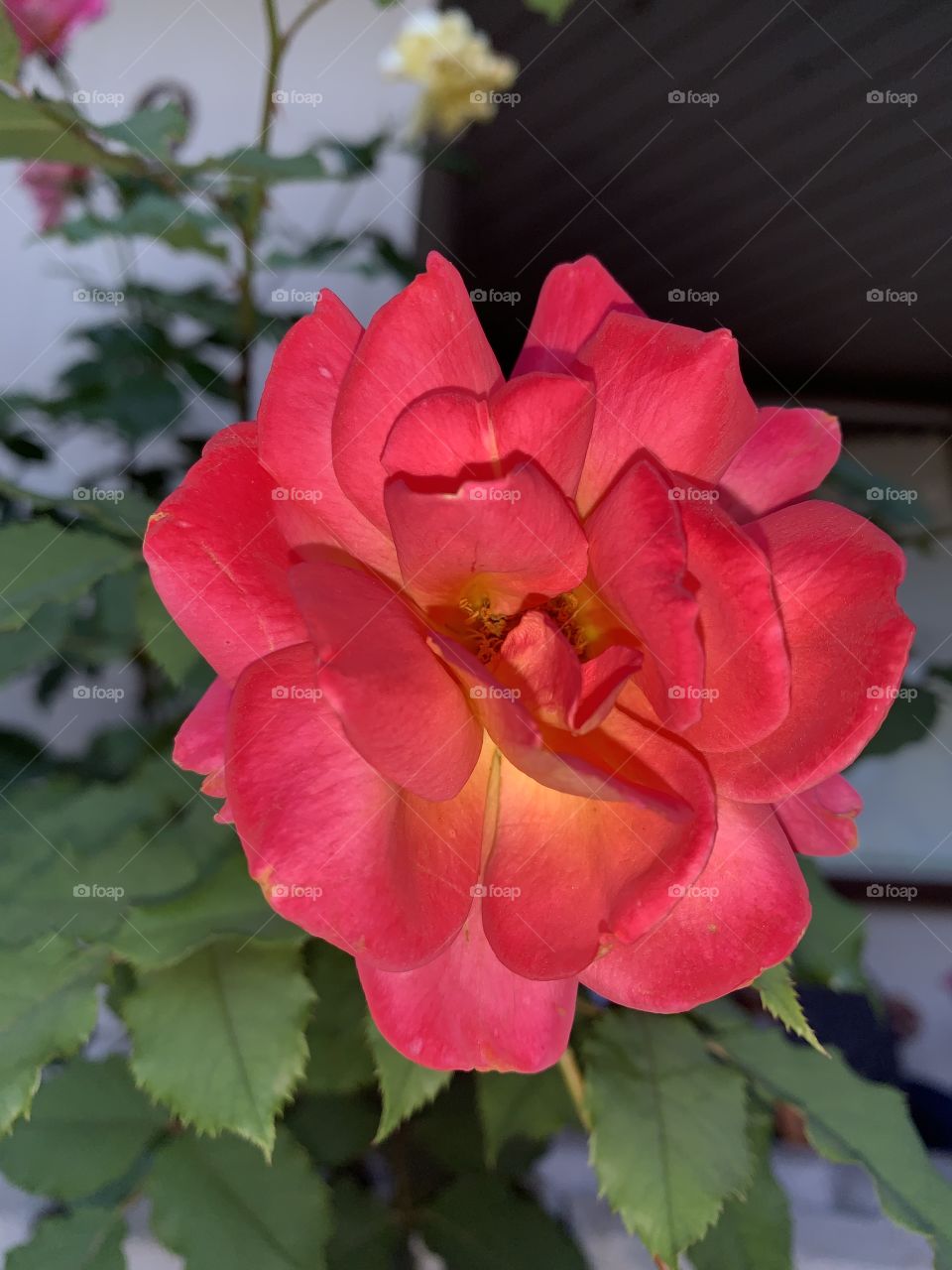 First bloom