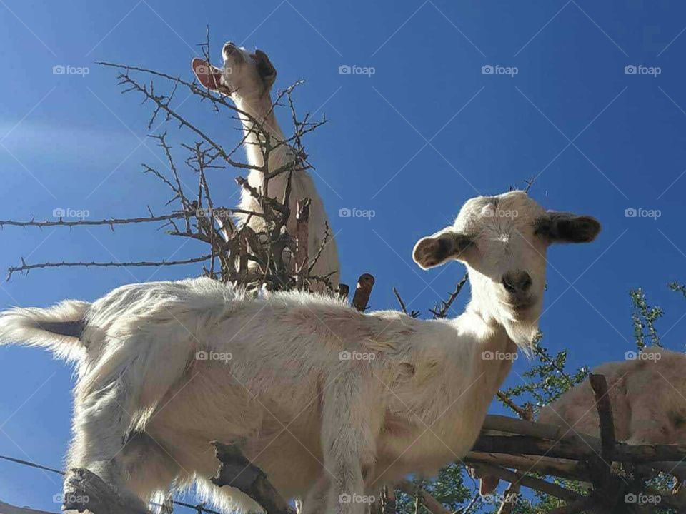 Beautiful white goat looking at camera.