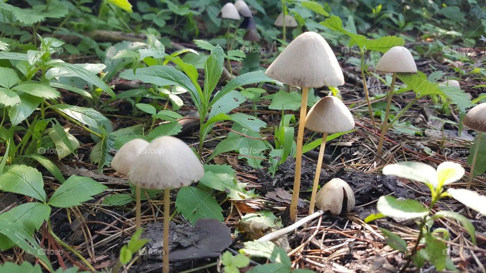 Mushrooms in the Forest