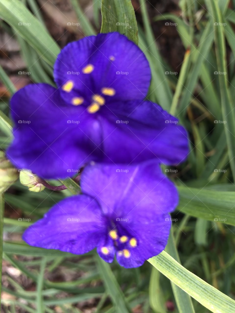 Spiderwort flower  blooms perennial 