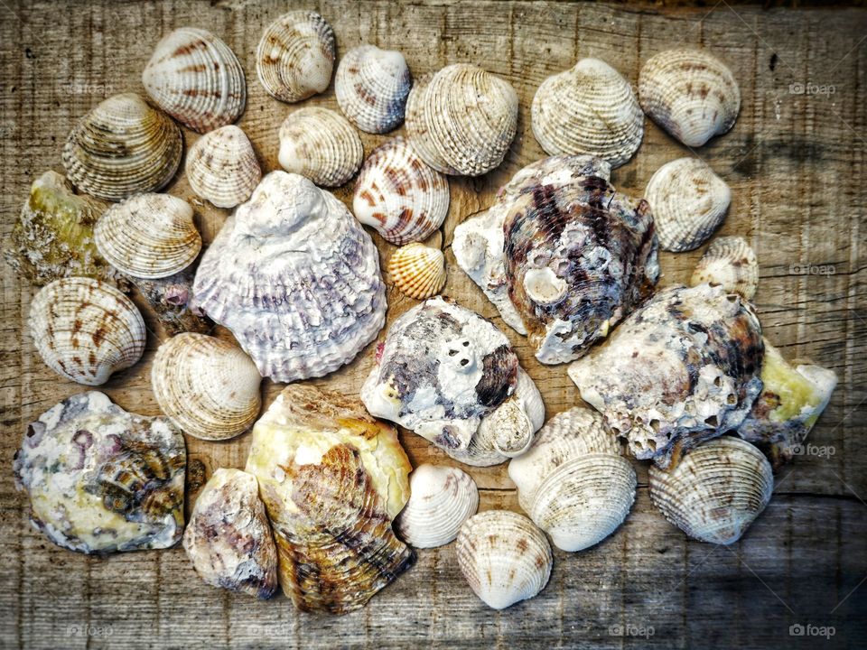Seashells composition on wood.