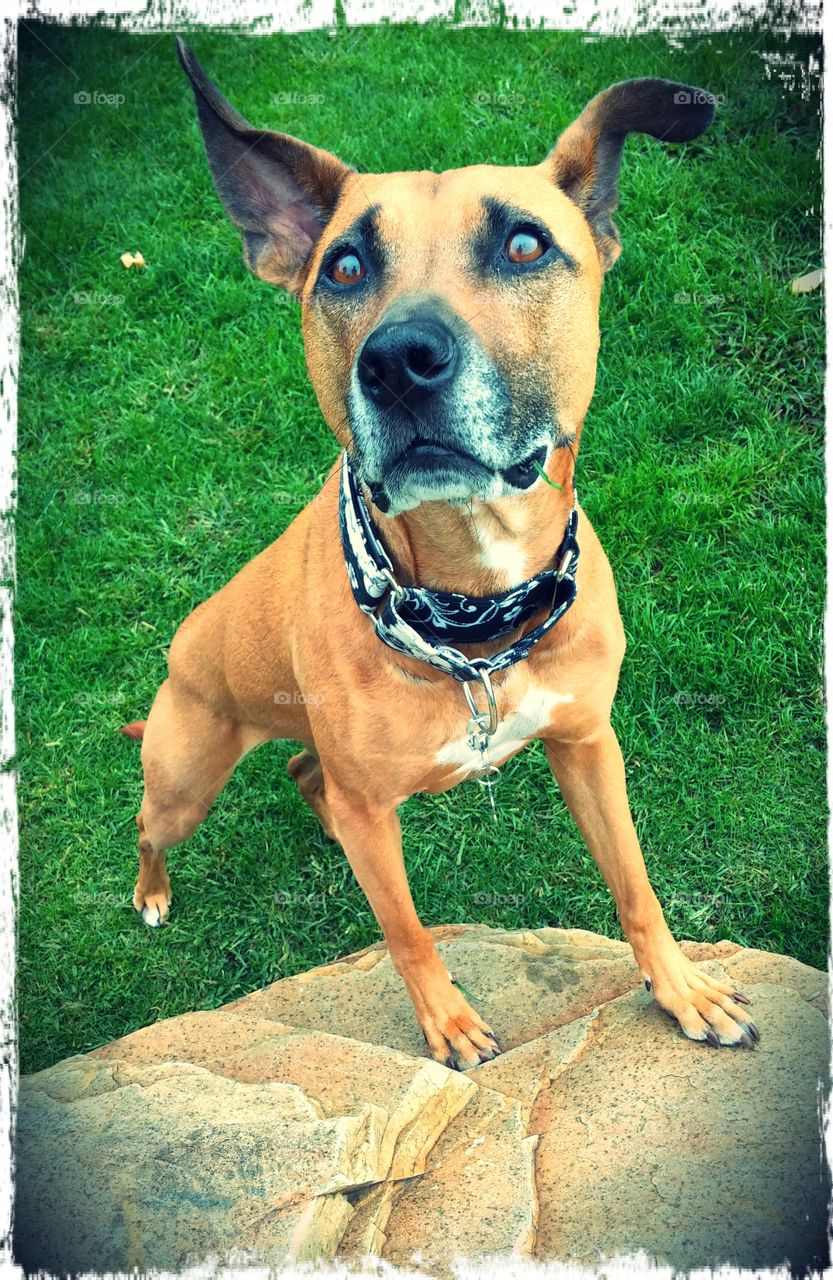 Playing in the Park . Just a walk in the park 