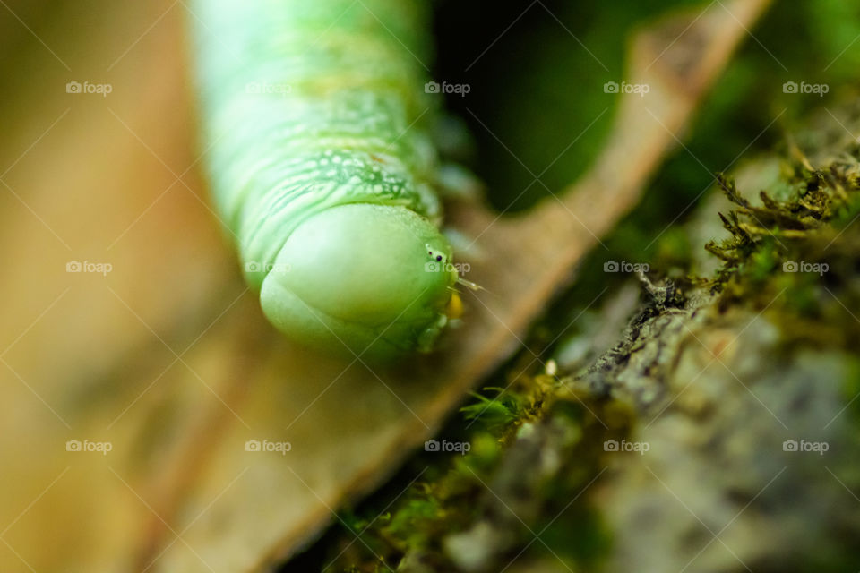 This was an extremely difficult creature to capture a picture of. It was hard to reach but I made it happen to the best of my ability. No sunlight since I was covered by trees and clouds on rainy day at Mount Monadnock. A beautiful Caterpillar!