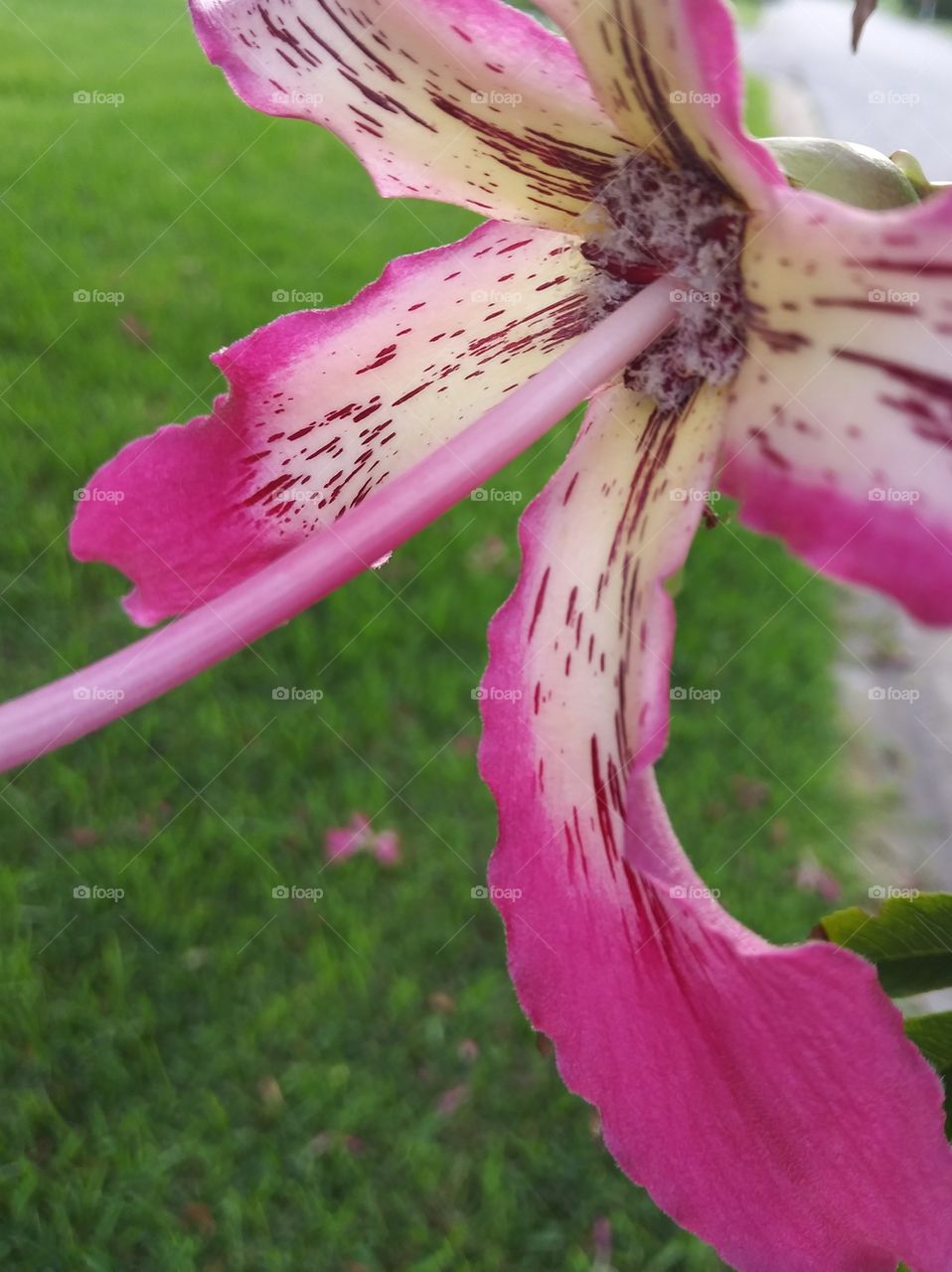 A close-up of the vibrant pink flower hanging from a silk floss tree.