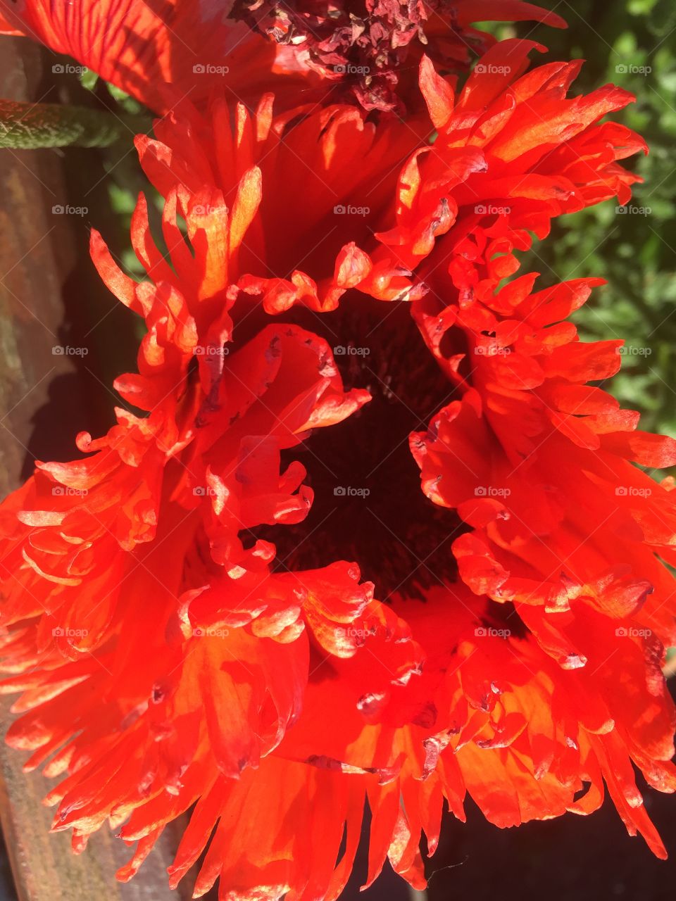 flower tulip Tulpe
