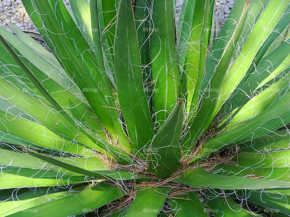Threads in the plants
