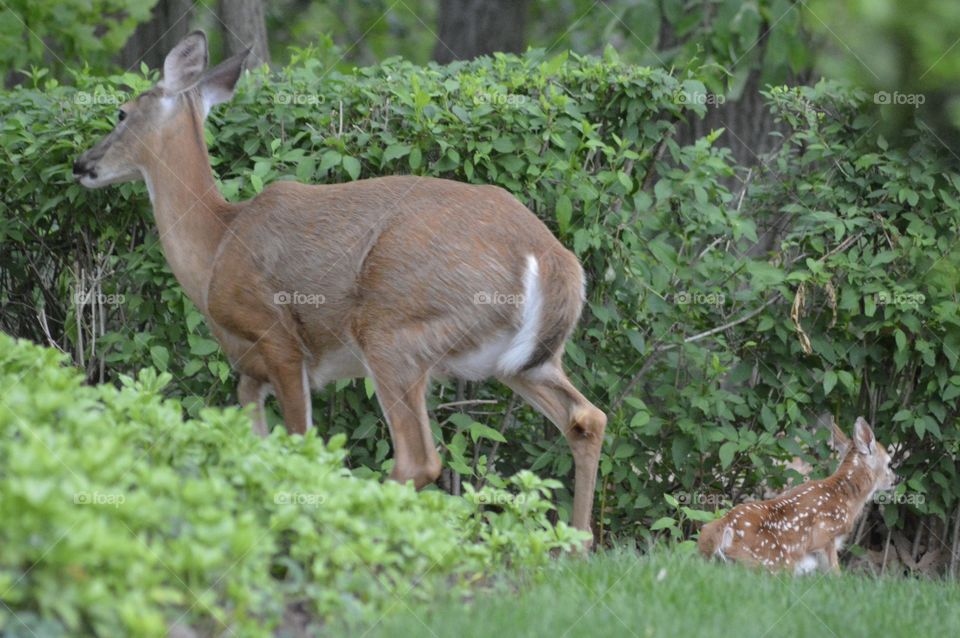 Doe and Fawn