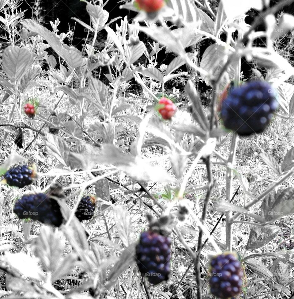 Black berries