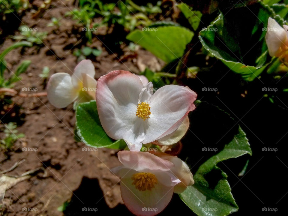 Beautiful flower garden