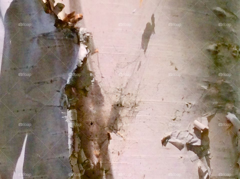 White tree bark 