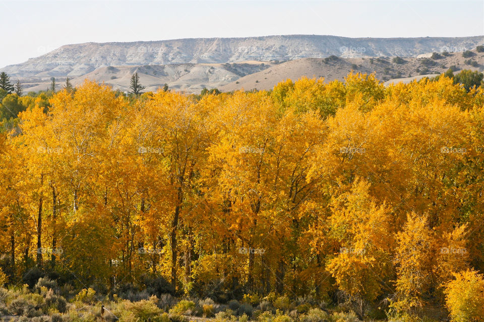 Wyoming Yellow Foliage