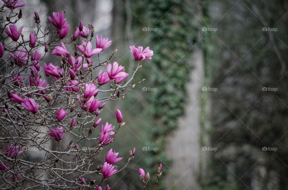 View of magnolia tree branch