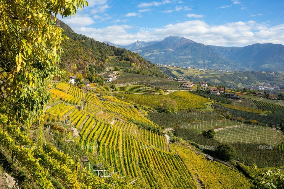 landscape, vineyards