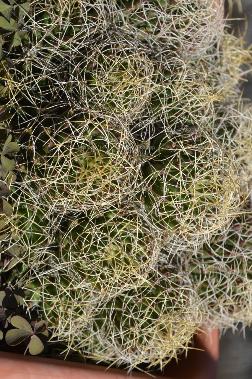 green cactus on my terrace