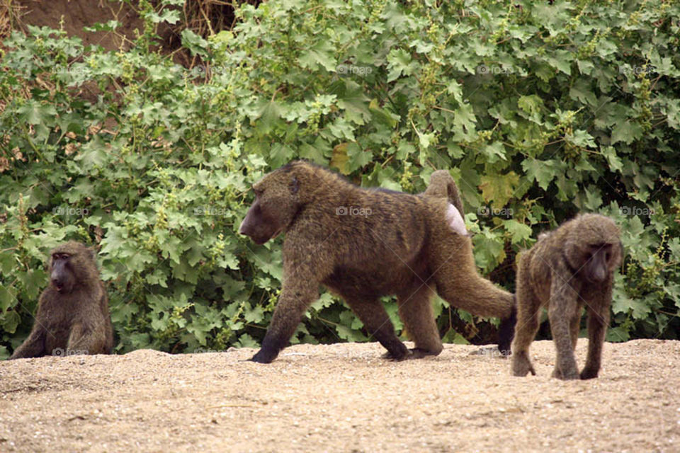 My first experience in filming wildlife in Dandar Nature Reserve in Sudan