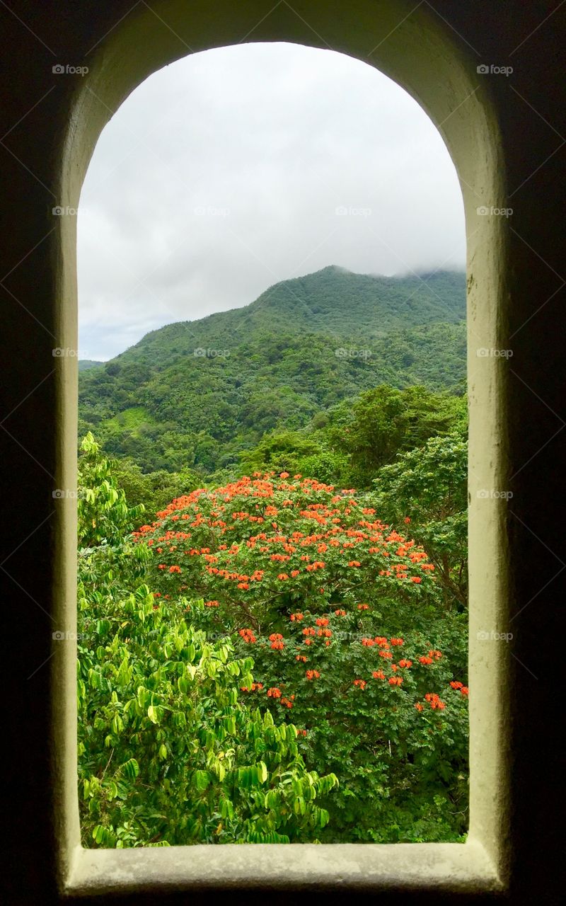 Red blooming tree and foggy mountains in window