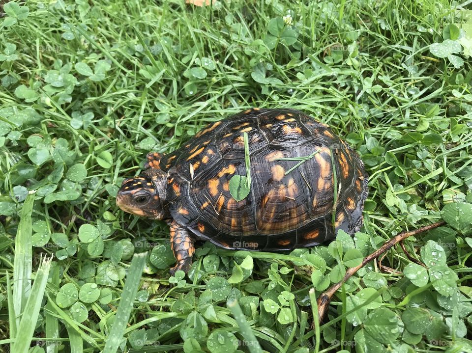 Turtle in the park 