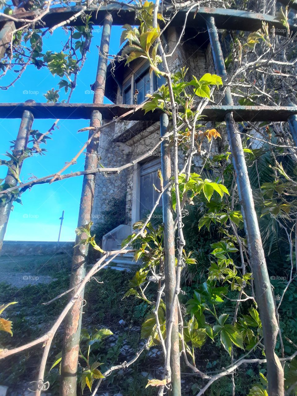 Plant in love with the Old Gate