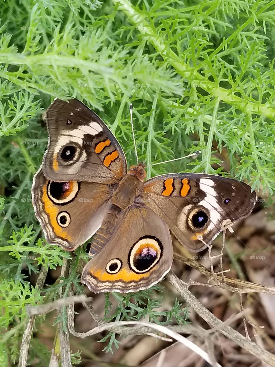 Beautiful spotted butterfly in the backyard