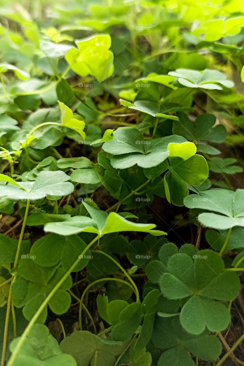 green leaves in the garden