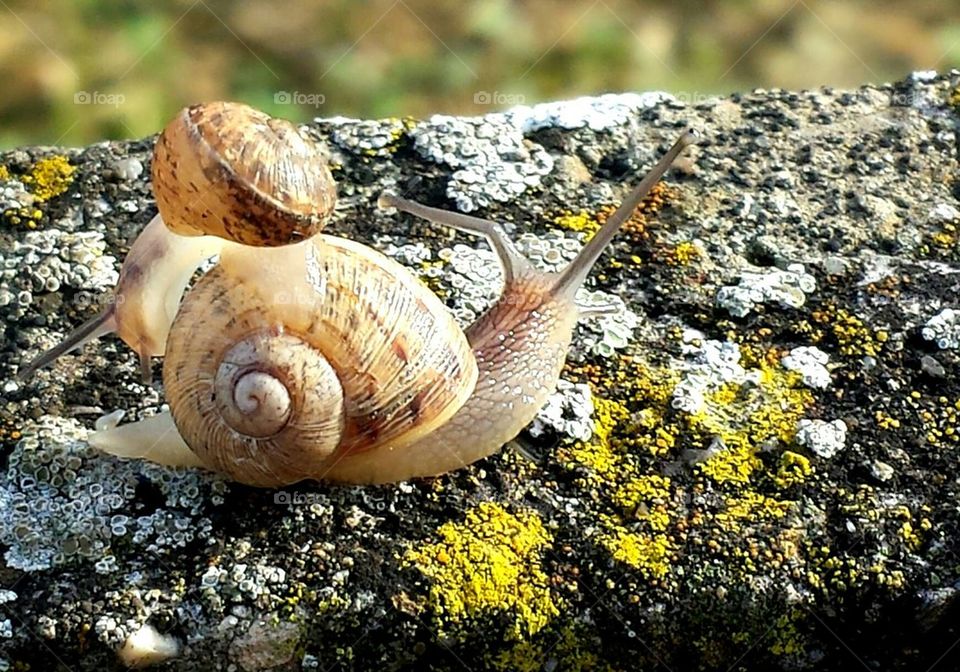 snail on snail