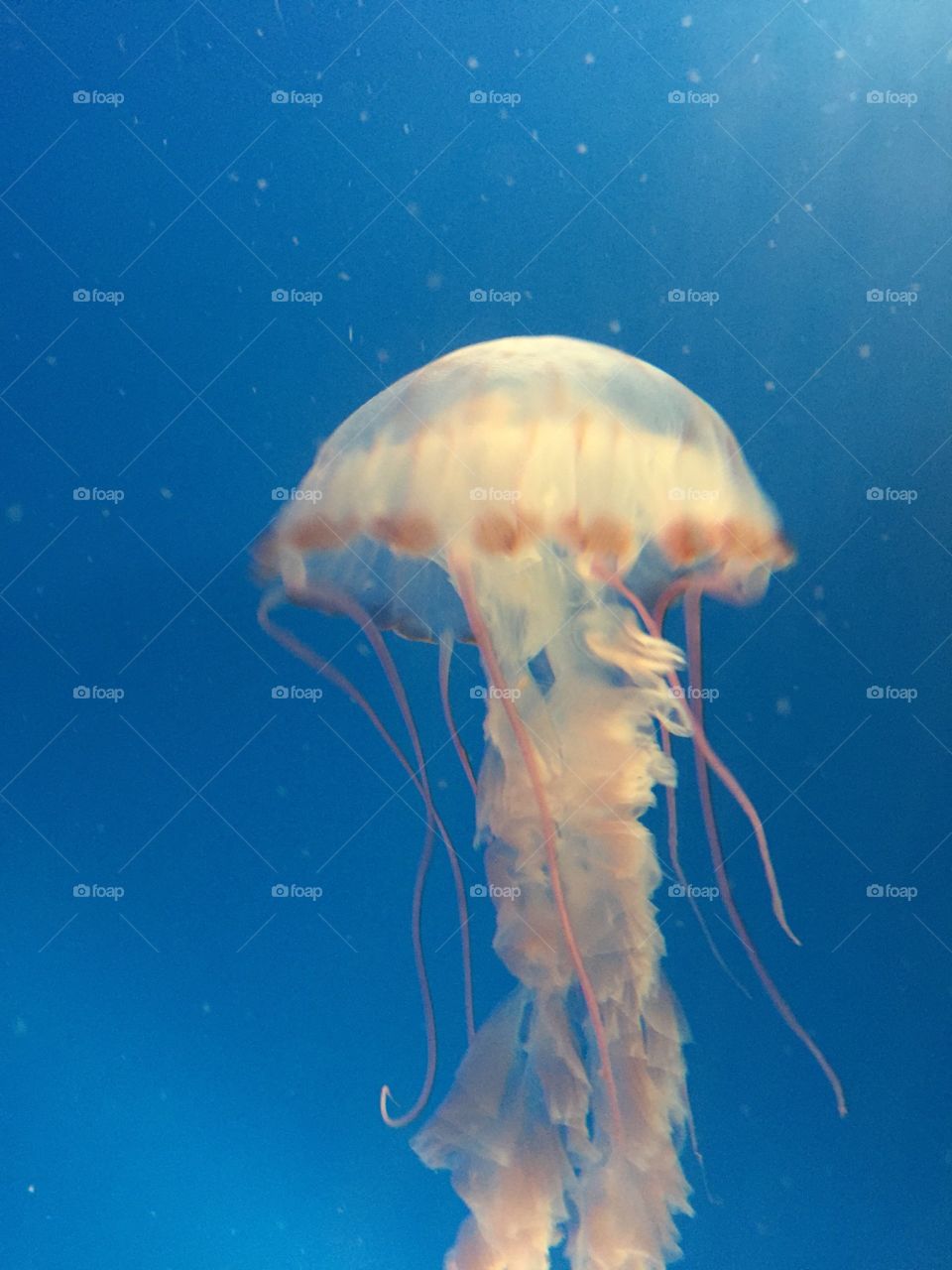 Underwater, Jellyfish, Aquarium, Fish, Ocean