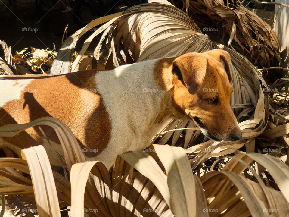 pet playing in the bushes