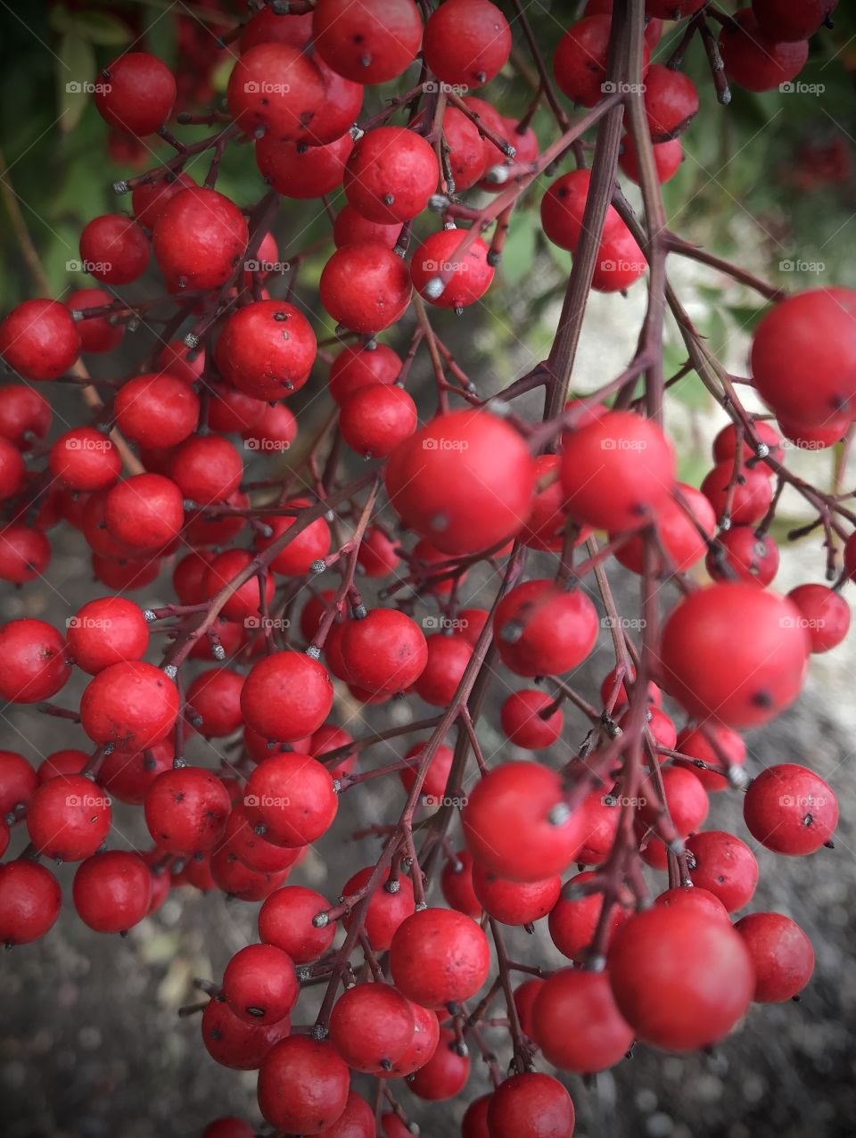 Really red winter berries 