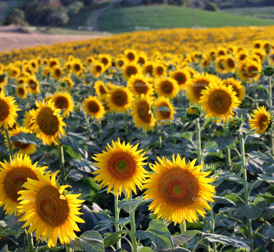 Sunflowers 