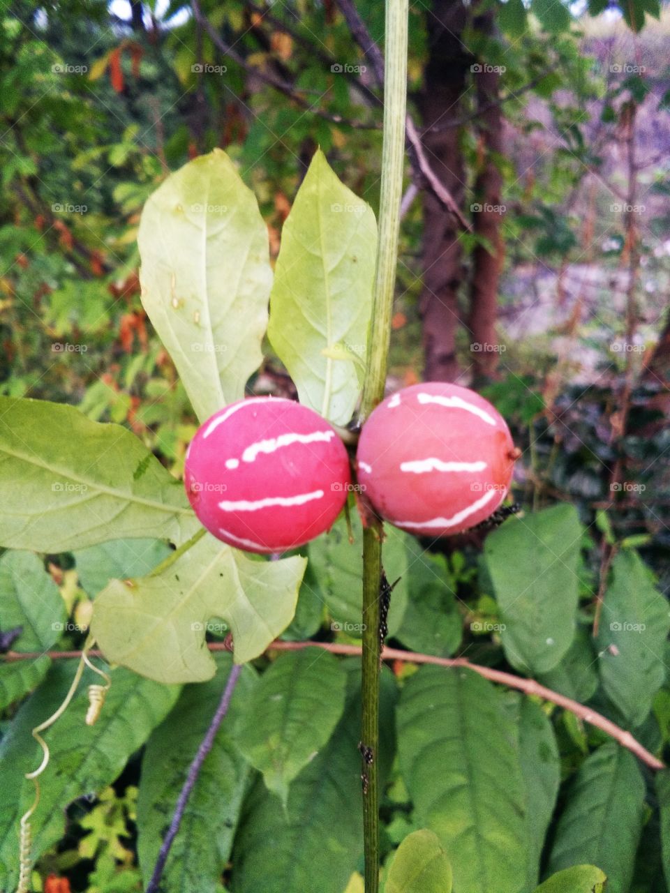 the beautiful fruit and  nice taste