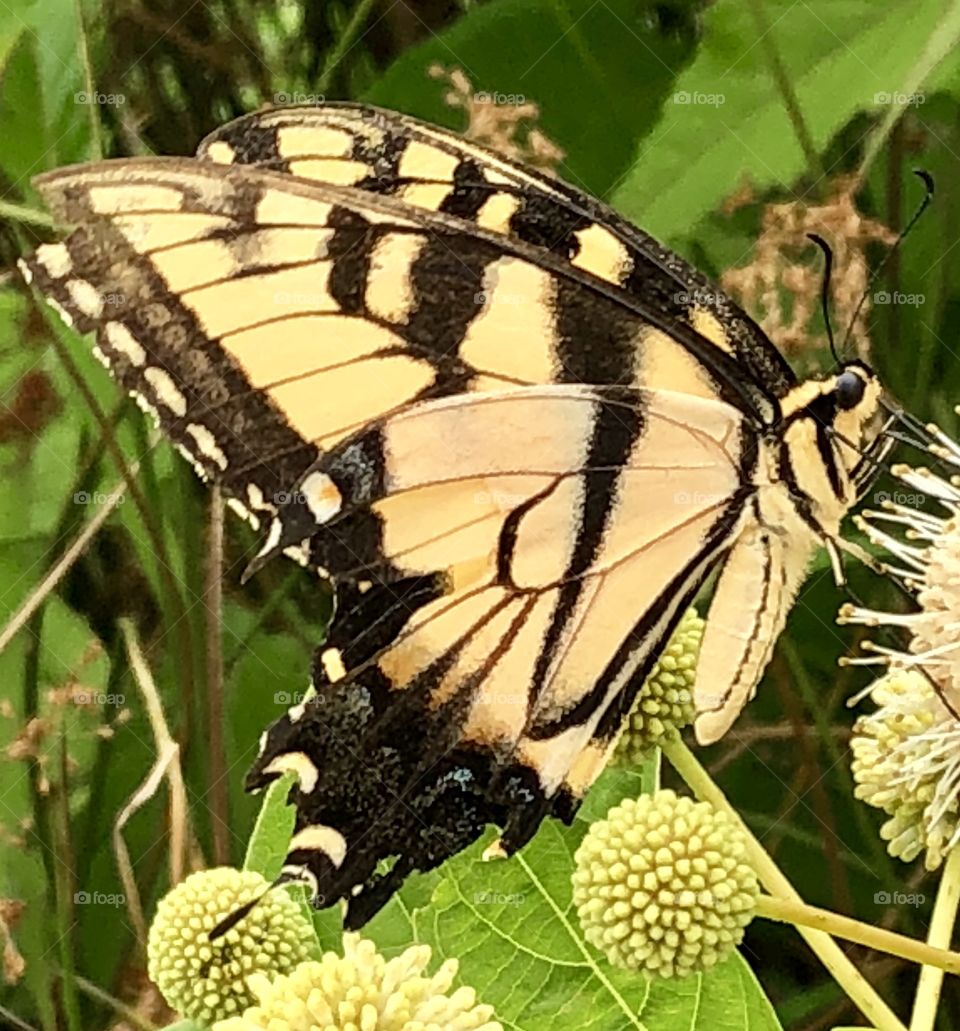 Delicate and temporary, beautiful and fleeting. A butterfly quenches it’s thirst by the lakeside.