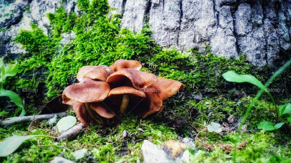 deep colors and textures from the forest floor