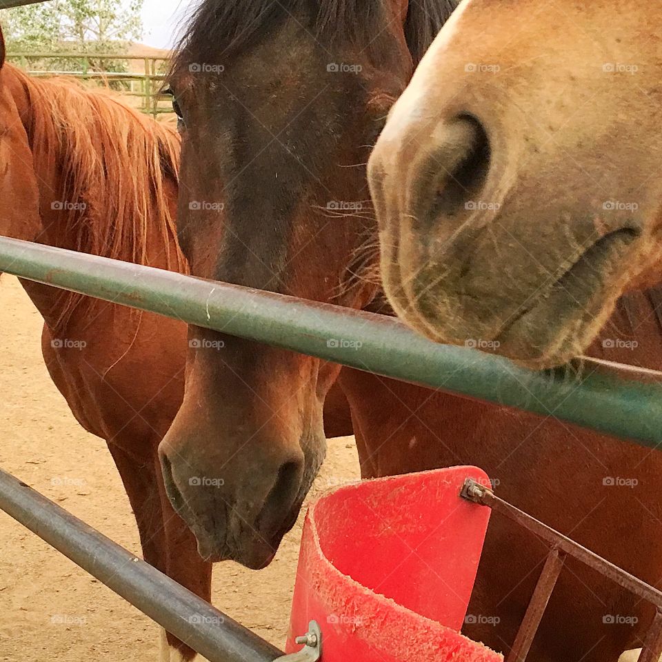 Horses in the corral in the old west