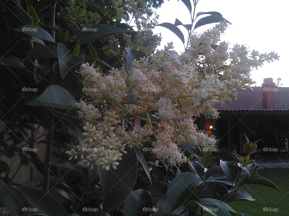 white popcorn flowers. this is a cool plant that produces buds that look like popcorn