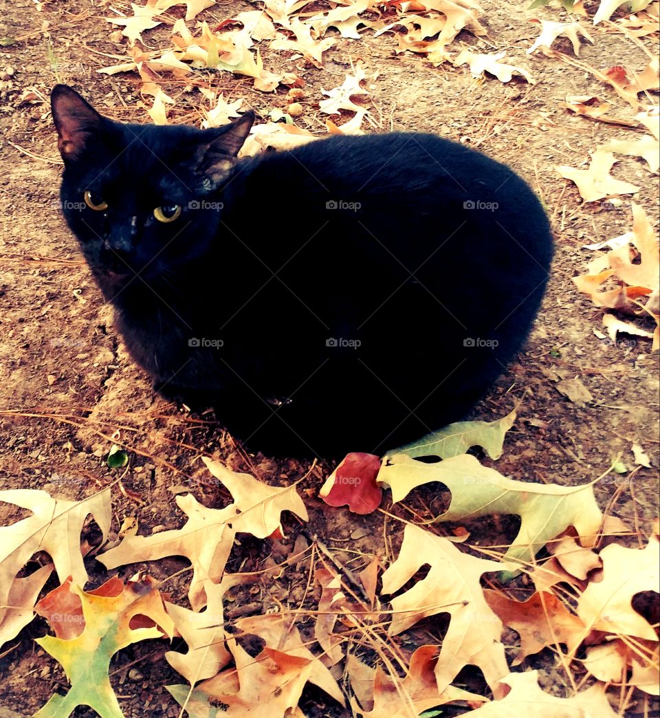 Autumn Cat