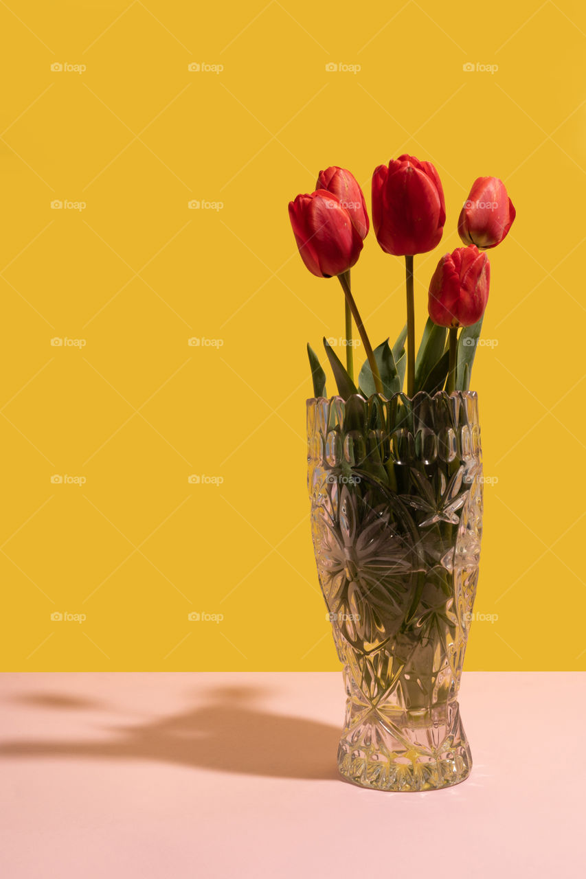 Red tulips in glass vase on dual tone background