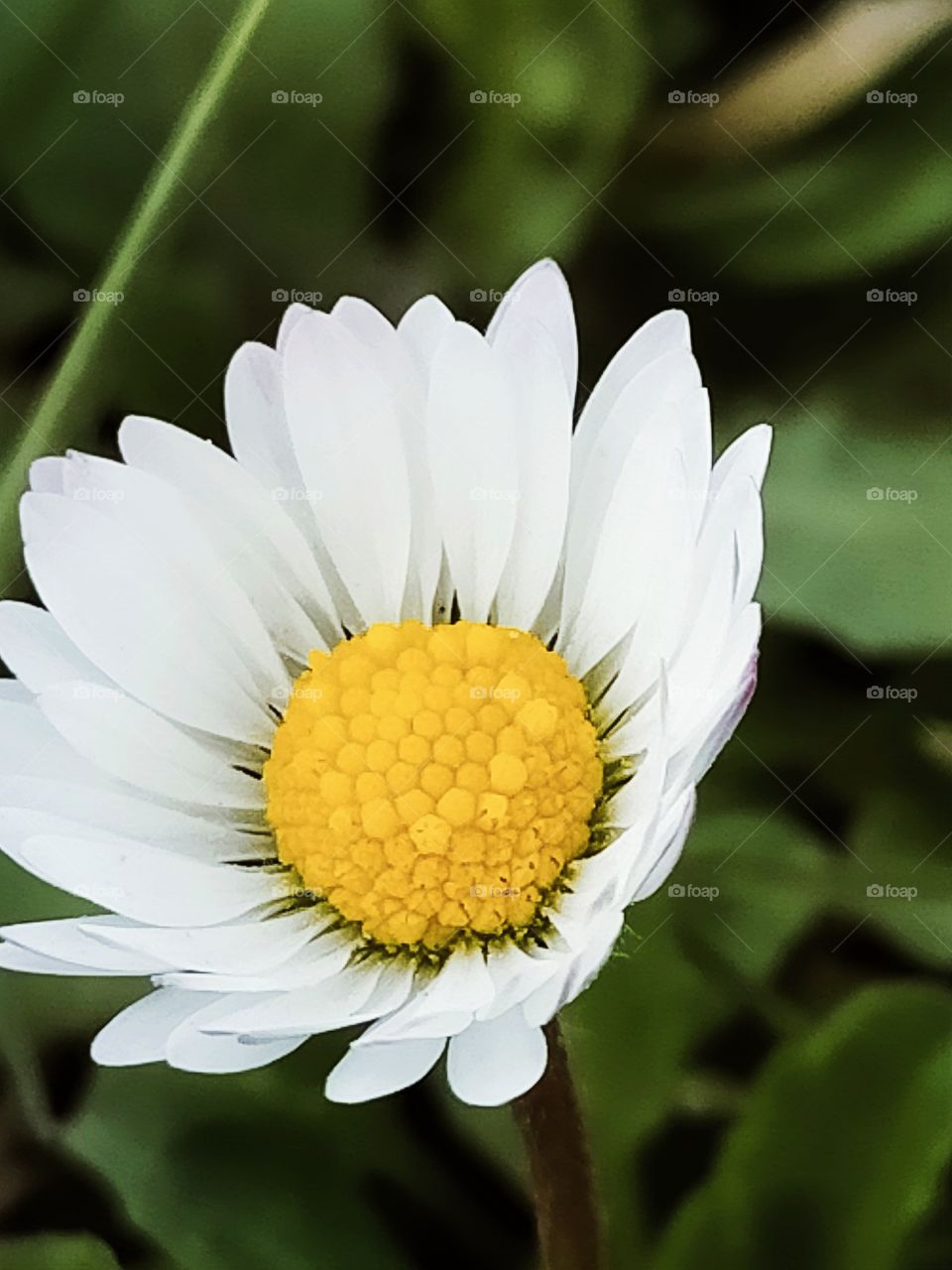 Marguerite dans le vent