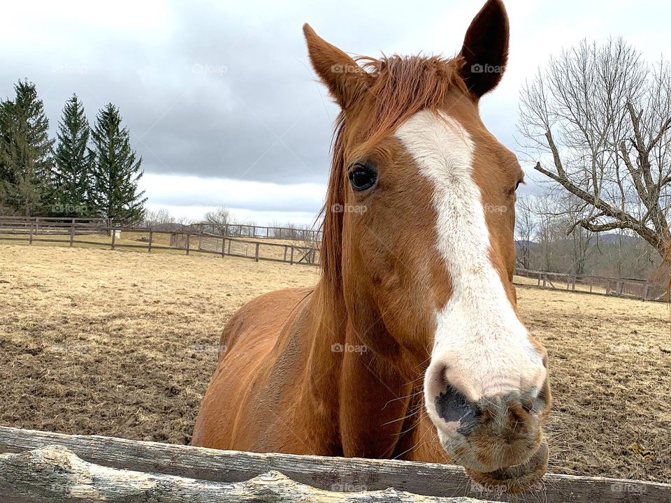 A Horse’s Attention 